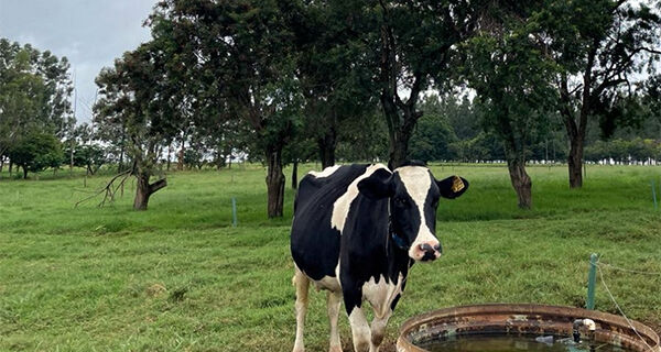 Estudo apresenta indicadores para consumo de água por vacas e limpeza da ordenha