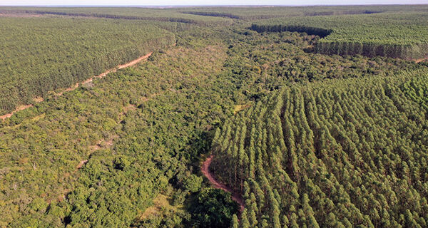 Em meio a "guerra judicial", Eldorado lucra R$ 6,3 milhões por dia