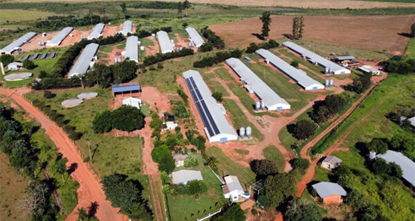Frango Vida renova a avicultura em Sidrolândia e garante a modernização da atividade na região