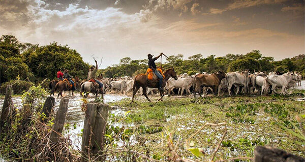 Iagro e associação de orgânicos firmam parceria para mapear gado no Pantanal