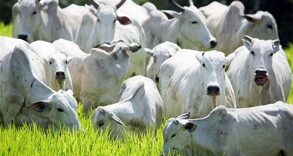 Mercado bovino anda de lado neste início do mês de abril