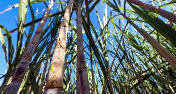 Safra da Cana-de-açúcar 2024 encerra com produção recorde em Mato Grosso do Sul