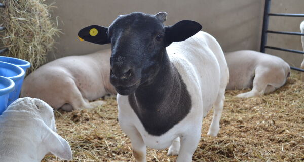 Pavilhão da Asmaco apresenta animais de diversas raças de ovinos na Expogrande