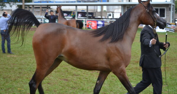 Julgamento de Cavalo Árabe inicia com raças de todo o Brasil 