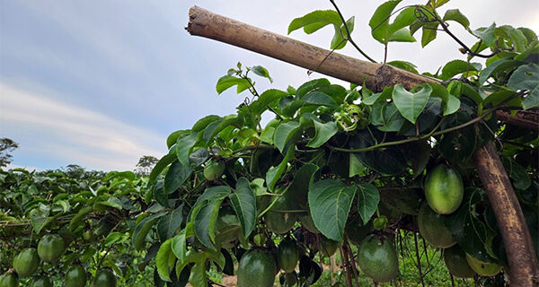 Fruticultura Irrigada é o novo vetor de desenvolvimento do Nordeste goiano