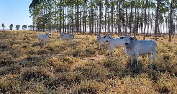 Nova tecnologia produtiva melhora desempenho da pecuária de cria