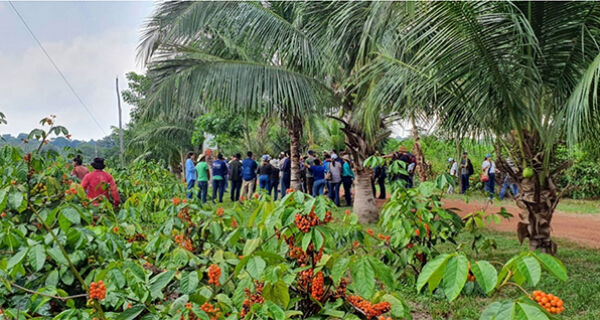 Embrapa promove o curso de nutrição mineral e adubação do guaranazeiro