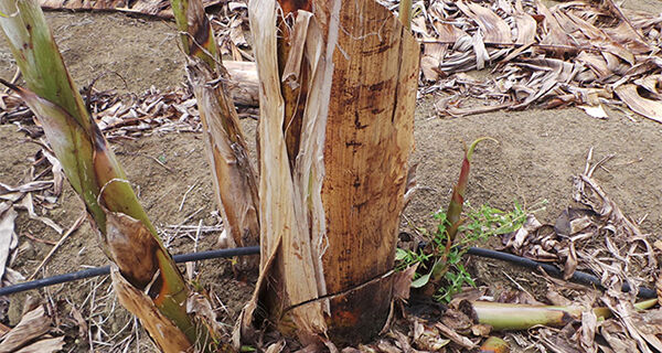Armadilhas sustentáveis e de baixo custo ajudam a controlar principal praga da bananeira