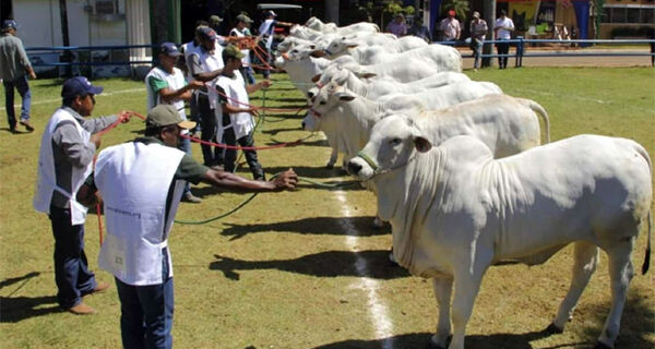 Expogrande 2024 destaca leilões e exposições de animais em Mato Grosso do Sul