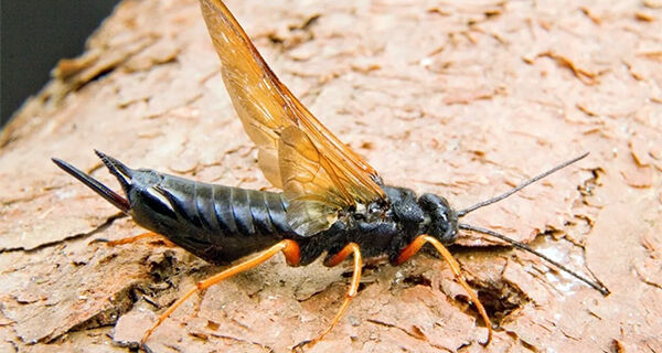 Nova espécie da vespa da madeira chegou ao Estado de São Paulo