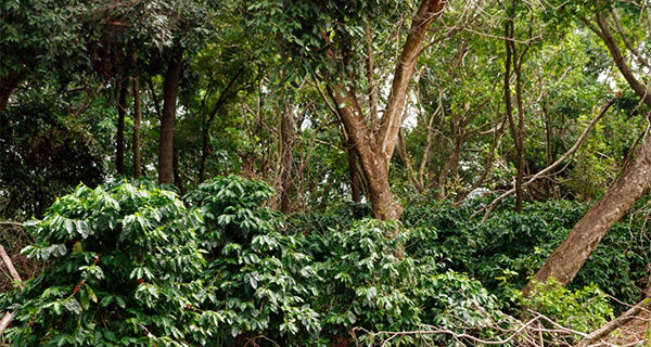 Comitiva de MS conhece experiência de produção agroflorestal de café em São Paulo