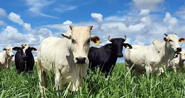 Embrapa Gado de Corte leva produção de carne baixo carbono para a Agrishow 2024