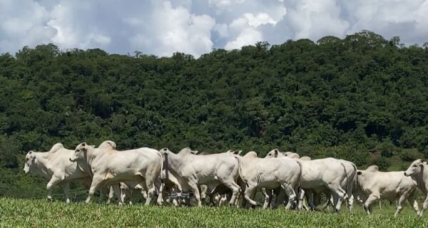 Progenel traz 18 touros nelore para shopping de reprodutores na Expogrande 