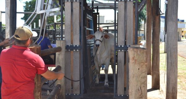 Expogrande 2024 inicia pesagem de gado nelore para julgamento 