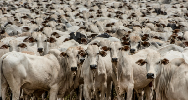 Maior oferta de boi gordo para abate mantém preços em queda