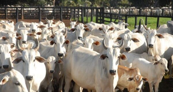 Iagro prorroga prazo para entrega de declaração de rebanhos em MS