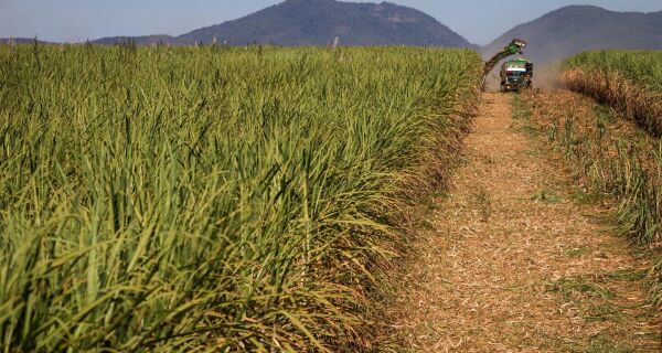Cana-de-açúcar: moagem atinge 44,75 milhões de t na primeira quinzena de maio
