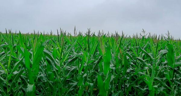 Clima influencia a cultura do milho segunda safra no Estado