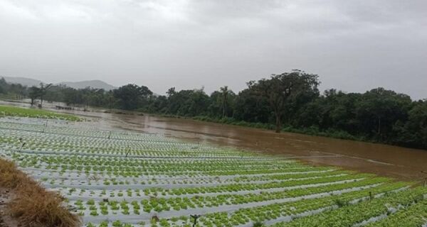 Com parceria da Emater, Embrapa amplia plano emergencial para o RS