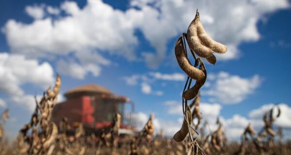Ajustes na área de milho e soja resultam em uma produção de 295,45 milhões de toneladas