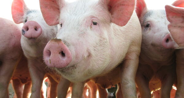 Diferença entre preços de carnes suína e bovina é o menor desde novembro de 2020
