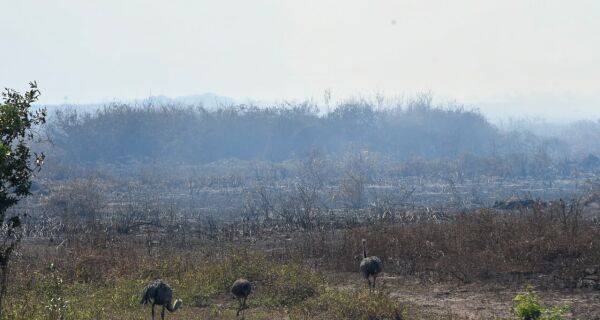 Incêndio no Pantanal põe pecuaristas em alerta