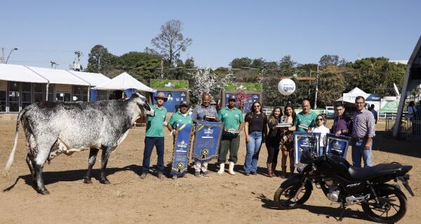 Vacas Girolando batem recorde no Torneio Leiteiro da Megaleite 2024