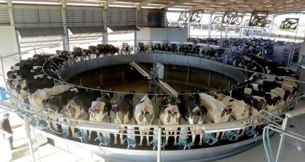 Com nova lei, Brasil terá Dia Nacional do Produtor de Leite em 12 de julho