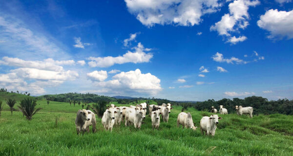 Abate de bovinos sobe 13,5% em MS no primeiro trimestre de 2024