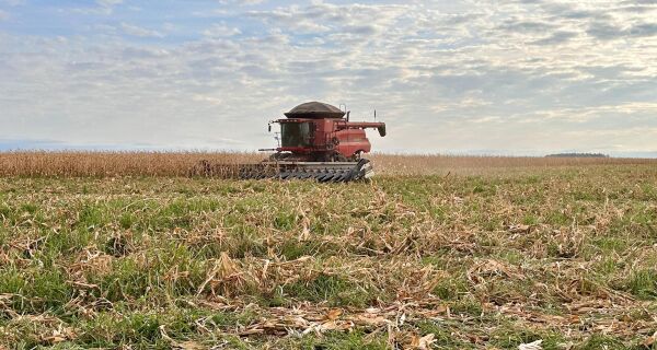 Mais de 300 mil hectares de milho já foram colhidos no Estado