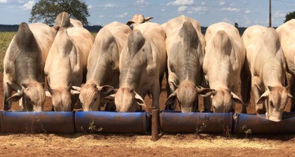 Sinergia entre agricultores e pecuaristas movimenta Mato Grosso do Sul