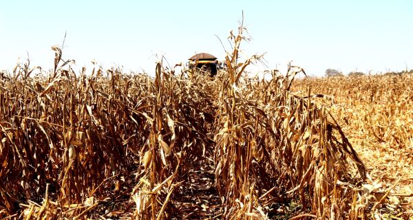 SIGA/MS recalcula área plantada do milho e muda estimativa de volume da safra 2023/2024