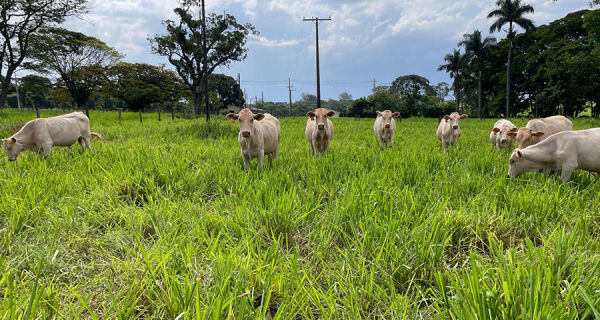Protocolo permite estimar produtividade e melhorar desempenho de pastagens