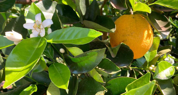 Tonelada de gás carbônico equivalente na citricultura é estimada em US$ 7,72