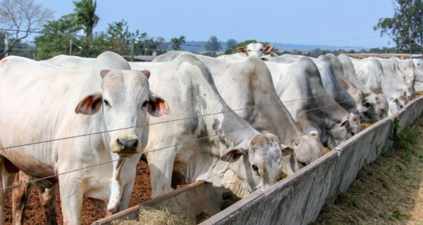 Negócios mantém ritmo constante; baixa oferta de animais sustenta preços