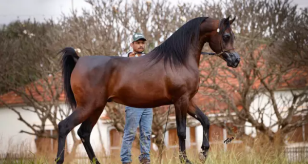 6&ordm; Leilão Haras Engenho apresenta seleção de alto nível de cavalo árabe