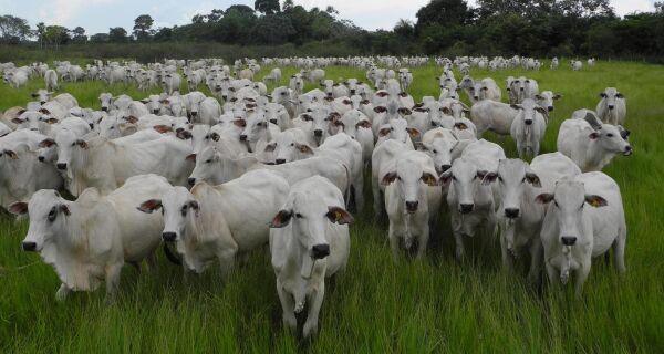 Mercado do boi gordo segue "nas mãos" dos pecuaristas, que ditam os preços e ritmo dos negócios