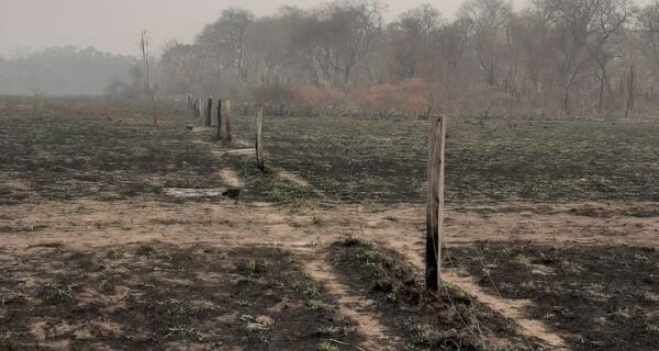 Prejuízo causado pelo fogo no agronegócio de MS chega a R$ 1,2 bilhão