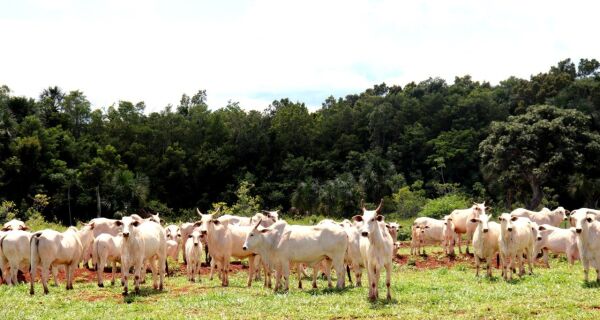 Abate de bovinos atinge recorde na série histórica e cresce 17,5%