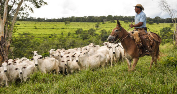 Arroba do boi gordo em MS sobe 30% em um ano e tem frigorífico pagando R$ 260