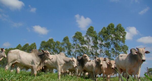 MS tem 4,7 milhões de hectares de pastagens degradadas que podem ser recuperadas 