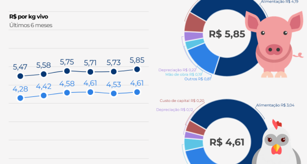 Custos de produção de frangos de corte e de suínos sobem em setembro, mostra Embrapa