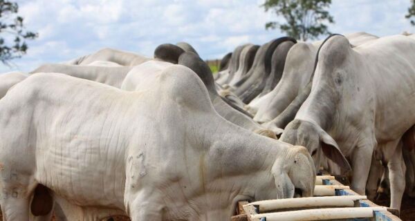 Alguns negócios chegam a R$ 320/@ em São Paulo, informa a Agrifatto