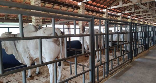 Expogenética MS começa nesta quinta em Campo Grande (MS) 