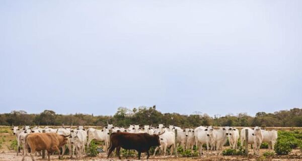 Boas práticas de manejo alavancam pecuária do Pantanal