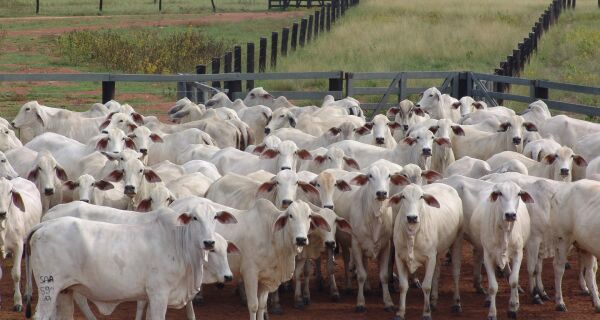 Arroba do boi gordo em MS valoriza e rompe a barreira dos R$ 300,00