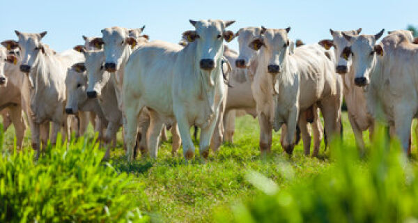 Parasitas comprometem a saúde e desafiam a produção de carne e leite