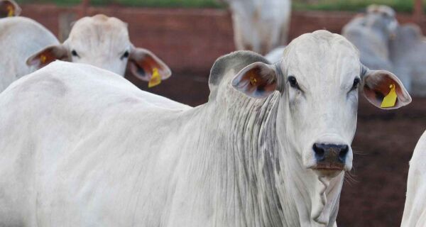 Mercado fecha a semana com "boi-comum" a R$ 320/@ e "boi-China" a R$ 322/@