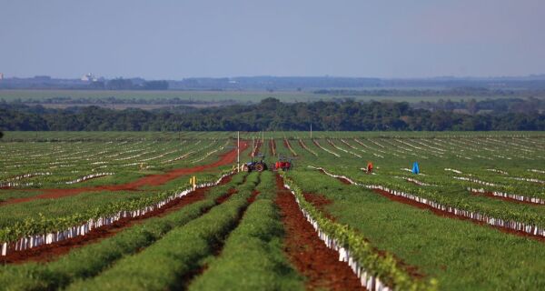 Citricultura vira realidade em MS com gigantes do setor iniciando a produção de lara