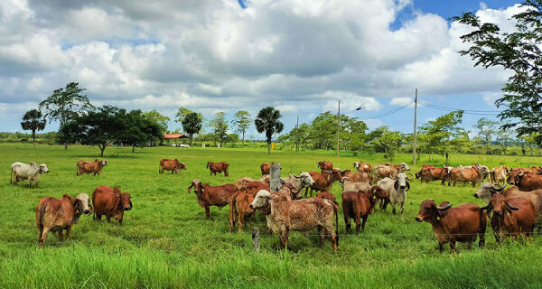 Brasil exporta tecnologia para melhoramento genético de bovinos leiteiros